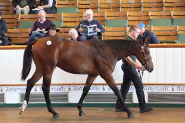 Lot  837 T B K2 854 Tattersalls