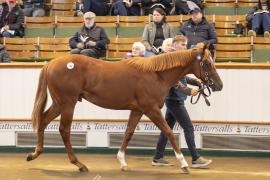 Lot  838 TBK2 4330Tattersalls