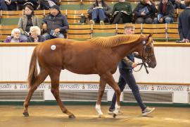 Lot  838 TBK2 4337Tattersalls