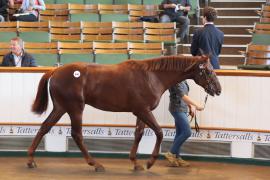 Lot  846 T B K2 952 Tattersalls