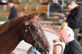 Lot  846 T B K2 98 Tattersalls