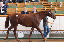 Lot  846 T B K2 99 Tattersalls