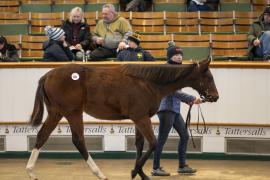 Lot  851 TDF 3120Tattersalls