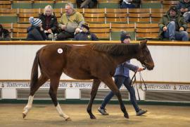 Lot  851 TDF 3121Tattersalls