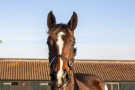 Lot  851 TDF 3201Tattersalls