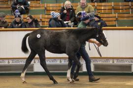 Lot  852 TDF 3236Tattersalls