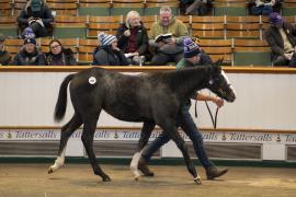 Lot  852 TDF 3237Tattersalls