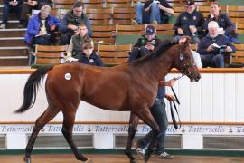 Lot  853 T B K2 11 Tattersalls