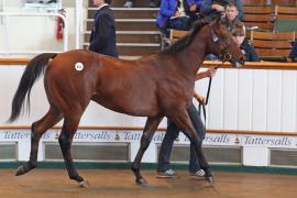 Lot  853 T B K2 998 Tattersalls