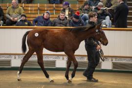 Lot  853 TDF 3361Tattersalls