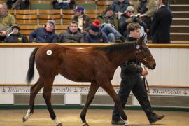 Lot  853 TDF 3362Tattersalls