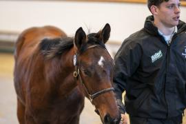 Lot  853 TDF 3408Tattersalls