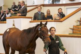 Lot  857 TBK2 4399Tattersalls