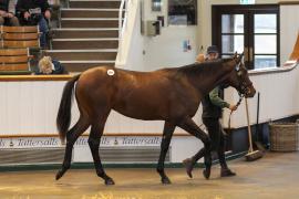 Lot  857 TBK2 4439Tattersalls