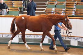 Lot  859 T B K2 111 Tattersalls