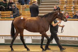 Lot  859 TBK2 4478Tattersalls