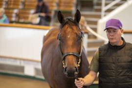 Lot  859 TBK2 4520Tattersalls