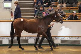 Lot  859 TBK2 4527Tattersalls