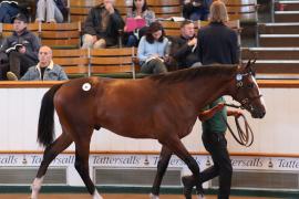 Lot  85 T B1 1430 Tattersalls