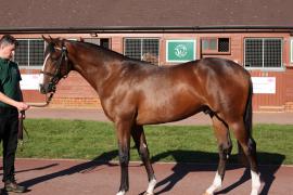 Lot  85 T B12190 Tattersalls