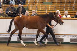 Lot  85 TBK1 2679Tattersalls