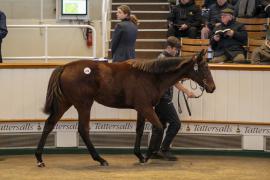 Lot  870 TDF 3579Tattersalls