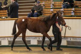 Lot  870 TDF 3634Tattersalls