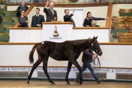 Lot  871 TDF 3688Tattersalls