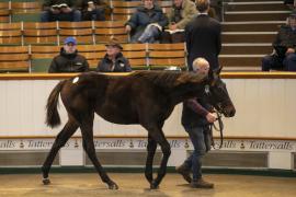 Lot  871 TDF 3772Tattersalls