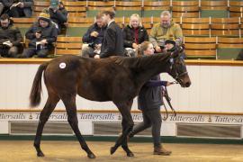 Lot  873 TDF 3908Tattersalls