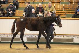 Lot  873 TDF 3909Tattersalls