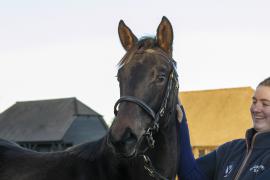 Lot  873 TDF 3928Tattersalls