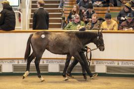 Lot  877 TDF 3967Tattersalls