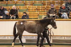 Lot  877 TDF 3987Tattersalls