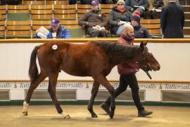 Lot  879 TDF 4042Tattersalls