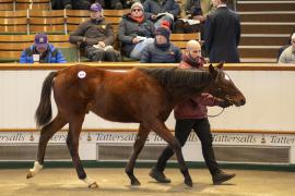 Lot  879 TDF 4078Tattersalls