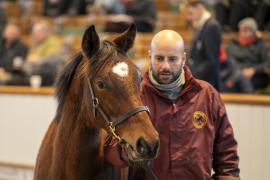 Lot  879 TDF 4094Tattersalls