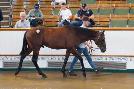 Lot  87 TSS533Tattersalls