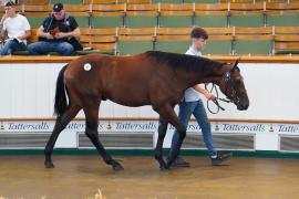 Lot  87 TSS539Tattersalls