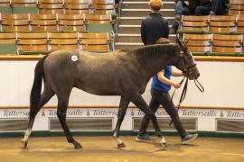 Lot  880 TBK2 4594Tattersalls