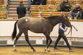 Lot  880 TBK2 4601Tattersalls