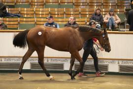 Lot  892 TBK2 4770Tattersalls