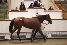 Lot  892 TBK2 4856Tattersalls