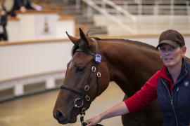 Lot  892 TBK2 4883Tattersalls