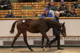 Lot  894 TDF 4574Tattersalls