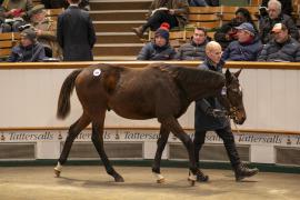 Lot  894 TDF 4587Tattersalls