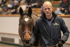 Lot  894 TDF 4622Tattersalls