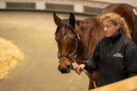 Lot  897 TDF 4882Tattersalls