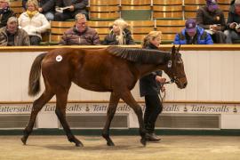 Lot  897 TDF 4903Tattersalls