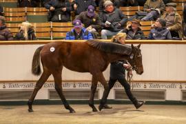 Lot  897 TDF 4947Tattersalls